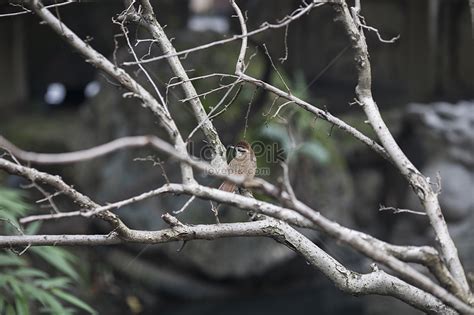 小鳥停在陽台